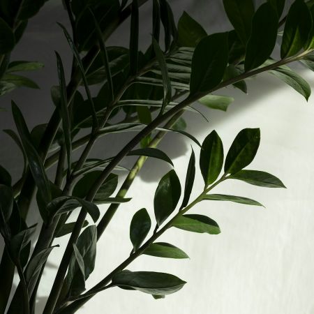 Bild für Kategorie Zamioculcas