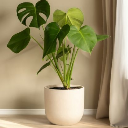 Monstera Deliciosa