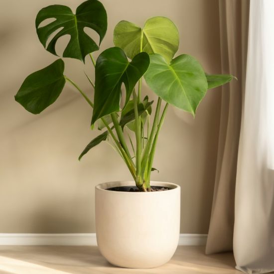 Monstera Deliciosa