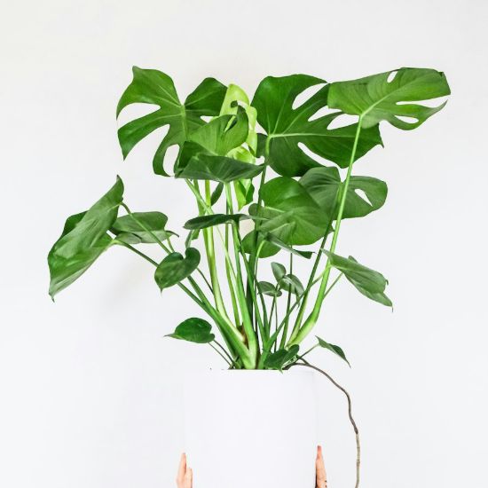Monstera Deliciosa XL