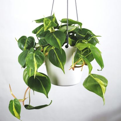 Philodendron Scandens 'Brasil'