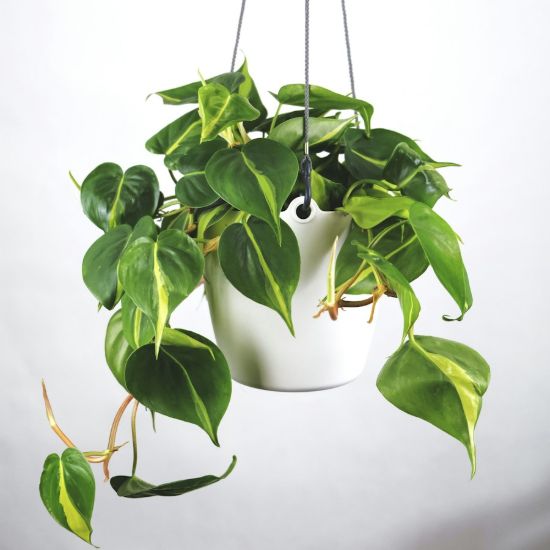 Philodendron Scandens 'Brasil'