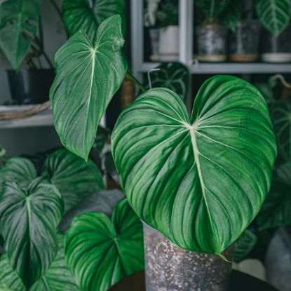Philodendron Gloriosum