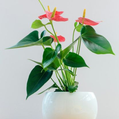 Anthurium Andreanum 'Rot'