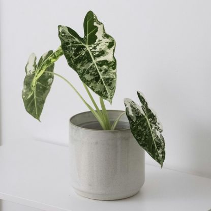 Alocasia Frydek Variegata