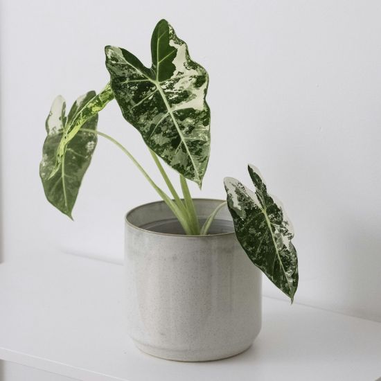 Alocasia Frydek Variegata