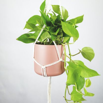 Efeutute 'Golden Pothos' mit Makramee-Ampel