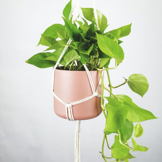 Efeutute 'Golden Pothos' mit Makramee-Ampel