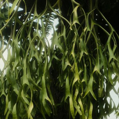 Geweihfarn (Platycerium)