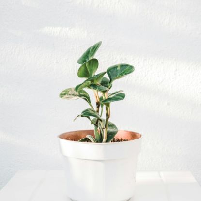 Peperomia Obtusifolia Variegata