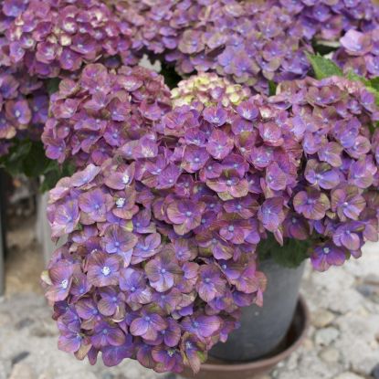 Bauernhortensie 'Lila Traum'
