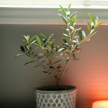 Olivenbaum