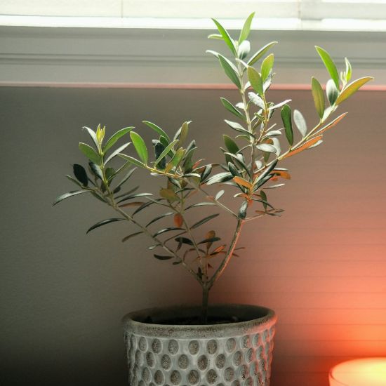 Olivenbaum