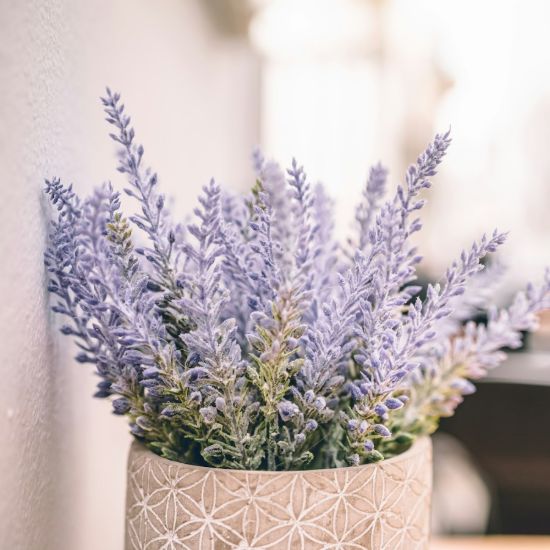 Lavendel 'Hidcote'