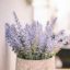 Lavendel 'Hidcote'