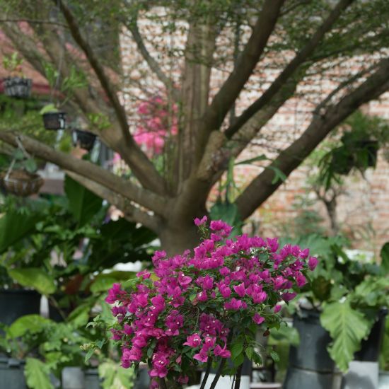 Bougainvillea